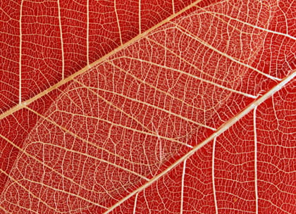 veins of a leaf